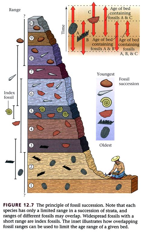 relative dating fossil succession.